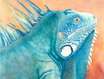 Lizard; An Iguana