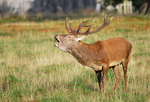 Red Deer