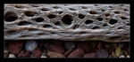 Wood Skeleton