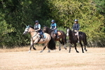 WJ6_9029
