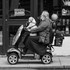 Dog Driving