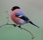 Bullfinch