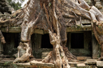 Tree roots crushing Preah Khan temple, Cambodia