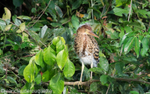 Rufescent Tiger-Heron juvenile