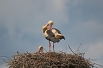 White Storks