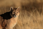 Female Puma, Torres del Paine, Chile
