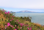 Flowers at the Presidio Park