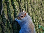 Grey Squirrel