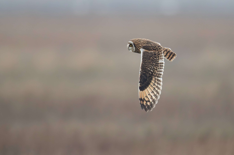 Short Eared Owl