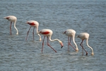 Greater Flamingos