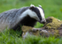 BADGER 1