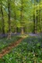 Bradley Hill Bluebells