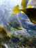 Ballan Wrasse