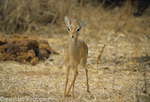 Kik's dik dik