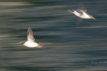 Guillemot motion