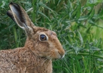 Brown Hare