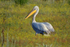 Dalmatian Pelican