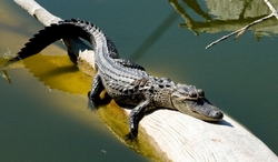 Aligators _0015