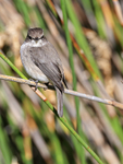 African Dusky Flycatcher portfolio