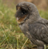 " BLACK BARN OWL "