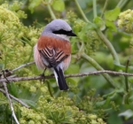 Red Backed Shrike