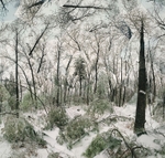 Still Standing (Walden Woods Winter)