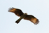 Yellow-headed Caracara (juvenile) in flight over the Osa Peninsula