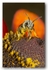 1731 bee