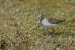 Wood Sandpiper