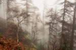 Sliver Birch