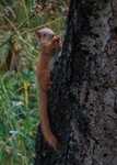 Red Squirrel