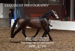 BPP_9779