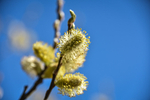 Catkin Pussy Willow-2250
