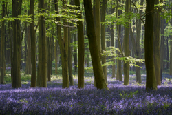 Deep blue - Micheldever, Bluebells and Beech trees