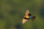 White-fronted Bee-eater in flight