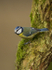 BLUE TIT REF BT 5