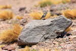 Plumbeous Sierra-Finch perched on rock, La Pacana, Chile