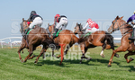 GUERNSEY RACE CLUB BANK HOLIDAY 2018 portfolio