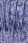 Bamboo-1595_3_4 Neg Blue HDR