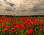091 Poppys