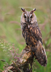 Long Eared Owl