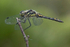 Black Darter 1
