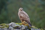 Common Buzzard