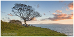 The Lone Tree, Murlough Bay (IMG0583)