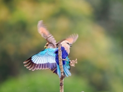 Blue-bellied Roller