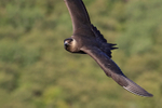 Arctic Skua portfolio