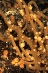 Alcyonidium diaphanum