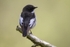 Pied Flycatcher