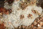Dysidea fragilis