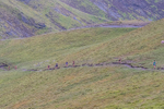 Belt Up Blencathra-22